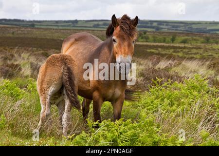 Das Exmoor-Pony ist eine Pferderasse, die auf den britischen Inseln heimisch ist, wo einige immer noch als halbwilde Rinder auf Exmoor, einem großen Moorland, umherstreifen Stockfoto