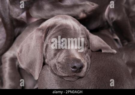 Haushund, Weimaraner, blaue Kurzhanteln, Welpen, schlafen Stockfoto