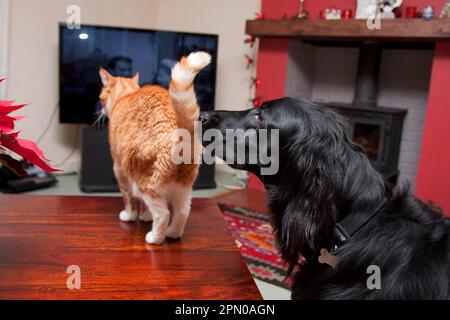 Haushund, flacher Retriever, erwachsen, schnüffelnde Hauskatze, Ingwer Tabby, Stehtisch im Zimmer, England, Großbritannien Stockfoto
