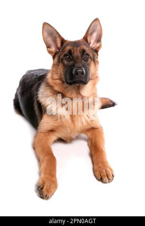 Haushund, Schäferhund, reif, lügend Stockfoto
