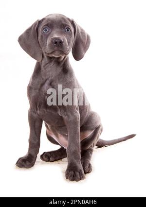 Haushund, Weimaraner, blaue Kurzhantel, Hündchen, sitzend Stockfoto