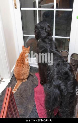 Haushund, flacher Retriever, ausgewachsene und Hauskatze, Ingwer Tabby, Sie warten an der Tür, England, Großbritannien Stockfoto