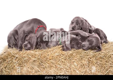 Haushund, Weimaraner, blaue Kurzhanteln, Welpen, schlafen Stockfoto