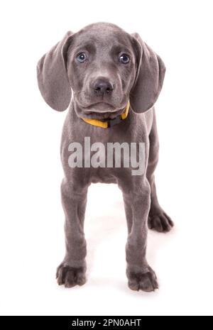 Haushund, Weimaraner, blaue Kurzschnabelvariante, Hündchen, stehend Stockfoto