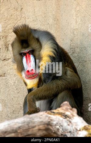 Ein Porträt von einem Mandrill Stockfoto