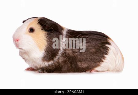 Rosette Meerschweinchen (Cavia porcellus), dreifarbig, Erwachsener, sitzend Stockfoto