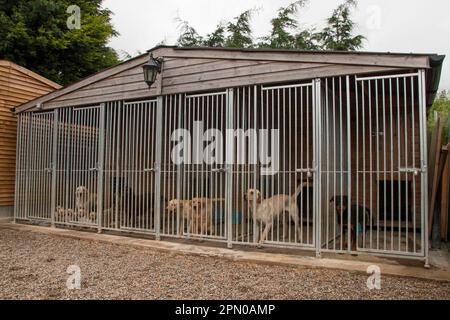 Hundehütte, gelber Labrador mit Welpen, Rottweiler im rechten Käfig Stockfoto