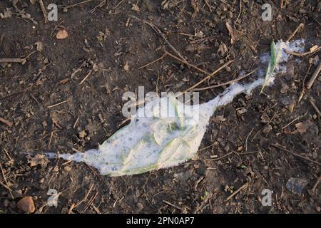 Haushund, Gras gekaut und mit Schleim aufgestoßen, auf dem Pfad im Wald, Vicarage Plantation, Mendlesham, Suffolk, England, Vereinigtes Königreich Stockfoto