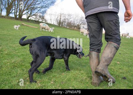 Haushund, Black Labrador Retriever, Erwachsener, mit Schafen im Feld geführt, Chipping, Preston, Lancashire. England Stockfoto