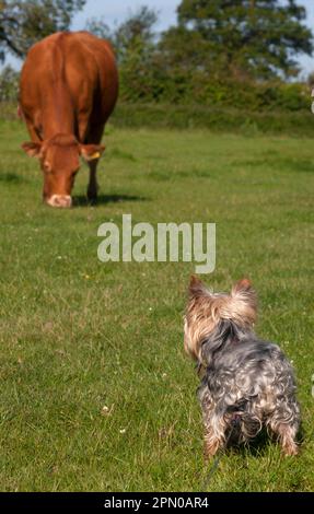 Haushund, Yorkshire-Terrier, ausgewachsener männlicher Mann, an der Leine, beim Beweiden einer Kuh auf einer Weide, England, Vereinigtes Königreich Stockfoto