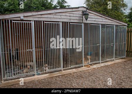 Hundehütte, gelber Labrador mit Welpen, Rottweiler im rechten Käfig Stockfoto