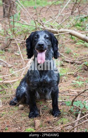 Arbeitender Cocker Spaniel sitzend, 3-jährige Frau, blauer Roan. Im Pinienwald Stockfoto