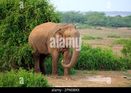 Sri-lankischer Elefant (Elephas maximus maximus), asiatischer Elefant, männlicher Erwachsener, Bundala-Nationalpark, Sri Lanka Stockfoto