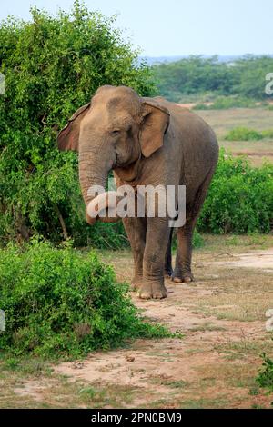 Sri-lankischer Elefant (Elephas maximus maximus), asiatischer Elefant, männlicher Erwachsener, Bundala-Nationalpark, Sri Lanka Stockfoto