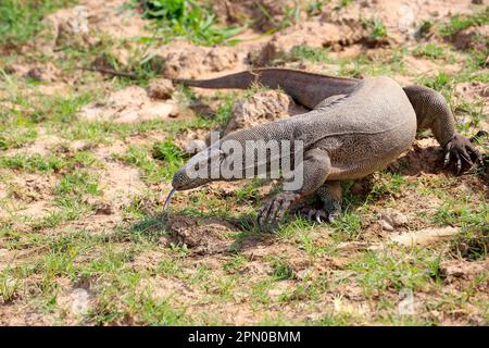 Bengalischer Monitor (Varanus bengalensis), Udawalawe-Nationalpark, Sri Lanka Stockfoto