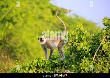 Südlicher Hanuman-Langur, ausgewachsener Mann auf dem Baum, Yala-Tufted-Gray-Langur (Semnopithecus priam), Sri Lanka Stockfoto