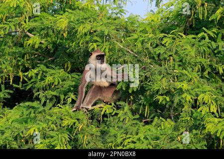 Südlicher Hanuman-Langur, ausgewachsener Mann auf dem Baum, Yala-Tufted-Gray-Langur (Semnopithecus priam), Sri Lanka Stockfoto