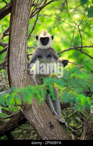 Südlicher Hanuman-Langur, Unterreiter auf dem Baum, halberwachsener Jugendlicher, Yala tufted Grey langur (Semnopithecus priam), Sri Lanka Stockfoto