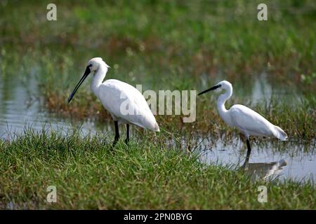 Eurasischer Löffelchen (Platalea leucorodia), Erwachsener, Paar auf Wassersuche, Bundala-Nationalpark, Sri Lanka Stockfoto