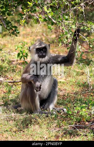 Südlicher Hanuman-Langur, männliche Futtersucher, Yala-Tufted-Graulangur (Semnopithecus priam), Sri Lanka Stockfoto