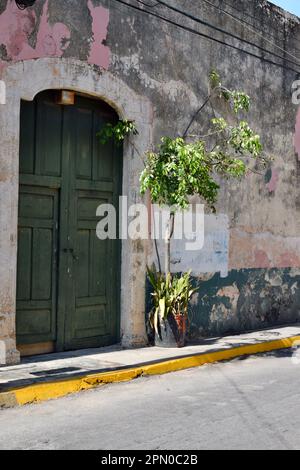 Die Fassade eines alten Gebäudes mit einer grünen Holztür in einer Straße in Merida, Yucatan, Mexiko. Stockfoto