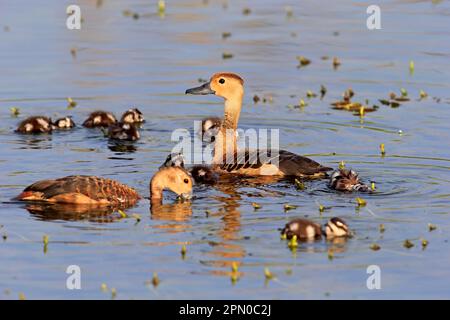 Pfeifente (Dendrocygna javanica), Eltern mit jungen, im Wasser, männlich, weiblich, Bundala-Nationalpark, Sri Lanka Stockfoto