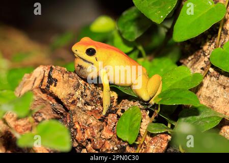 Schwarzer Giftpfeilfrosch (Phyllobates bicolor) Stockfoto