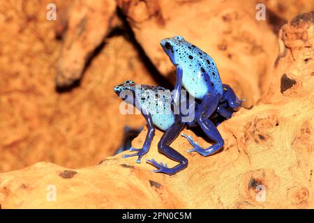 Blauer Giftpfeilfrosch, Erwachsener (Dendrobates azureus) Stockfoto