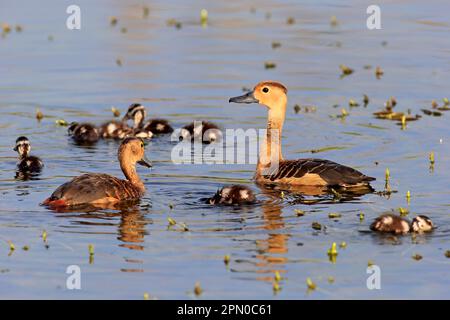 Pfeifente (Dendrocygna javanica), Eltern mit jungen, im Wasser, männlich, weiblich, Bundala-Nationalpark, Sri Lanka Stockfoto