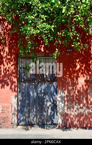 Eine blaue Tür in einem roten Gebäude unter dem Schatten eines Baumes in einer Straße des historischen Zentrums von Merida, Yucatan, Mexiko. Stockfoto