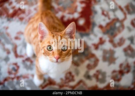 Ein Orange Tabby Kitten Stockfoto