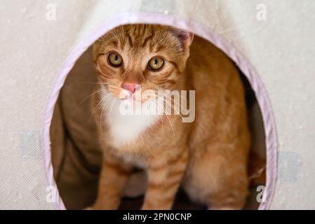 Ein Orange Tabby Kitten Stockfoto