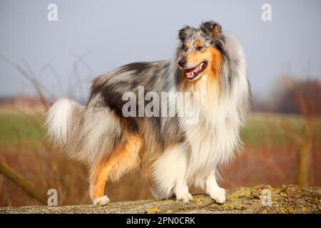 Schottischer Schäferhund, männlich, Blaumann, 4 Jahre alt Stockfoto