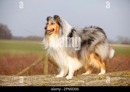 Schottischer Schäferhund, männlich, Blaumann, 4 Jahre alt Stockfoto