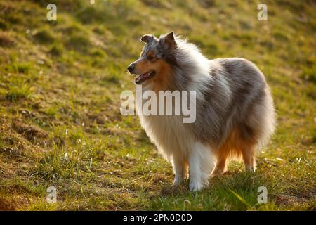 Schottischer Schäferhund, männlich, Blaumann, 4 Jahre alt Stockfoto