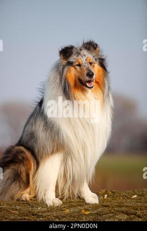 Schottischer Schäferhund, männlich, Blaumann, 4 Jahre alt Stockfoto