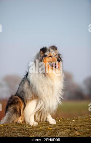 Schottischer Schäferhund, männlich, Blaumann, 4 Jahre alt Stockfoto