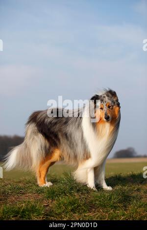 Schottischer Schäferhund, männlich, Blaumann, 4 Jahre alt Stockfoto