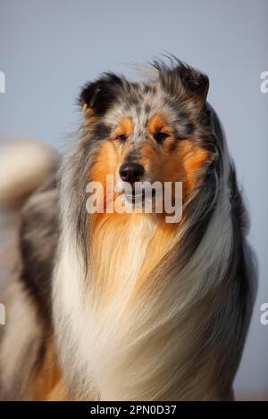 Schottischer Schäferhund, männlich, Blaumann, 4 Jahre alt Stockfoto