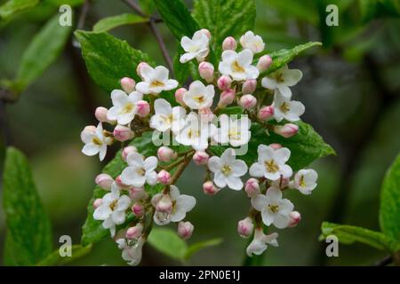 Burkwoods Viburnum, Flower, Viburnum x burkwoodii, Bloom, Nahaufnahme Stockfoto