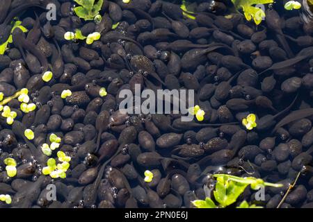 Kaulquappen des Gemeinen Frosches im warmen, flachen Wasser eines Gartenteichs - Großbritannien Stockfoto