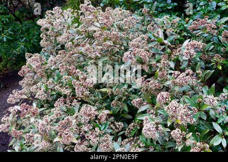 Schatten, Garten, Evergreen, Shrub, japanische Skimmia japonica „Rubella“ Stockfoto