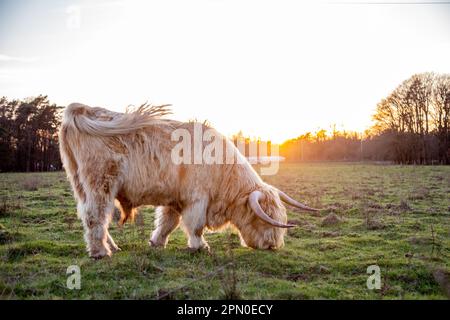 Eine friedliche Landschaft mit einem Highland-Vieh, das bei Sonnenuntergang auf einem üppigen grünen Feld weidet Stockfoto