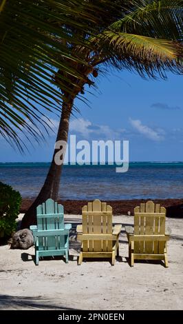 Drei Liegestühle mit Blick auf das Meer und Sargassum entlang der Küste in San Pedro, Ambergris Caye, Belize, Karibik/Mittelamerika. Stockfoto