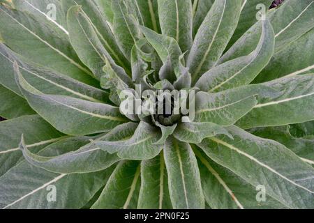 Rosette, Blätter, ungarischer Mullein, Verbascum speciosum, Showy Mullein Stockfoto