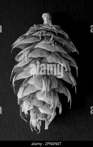 WA23364-00...WASHINGTON - Ein Kegel von einem Douglas Fir Tree. (Pseudotsuga menziesii). Stockfoto