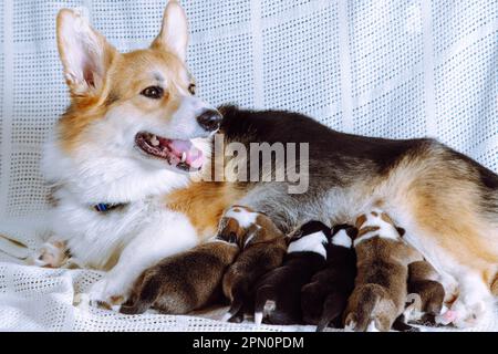 Welsh Corgi Pembroke Hund füttert sechs neugeborene Welpen, liegt auf weißer Couch. Glückliche Familie. Haustiere. Kindheit. Pflege und Fütterung von Haustieren. Hundezucht Stockfoto