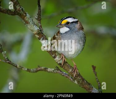 Ein weißer Spatz, hoch oben in einem Baum. Stockfoto