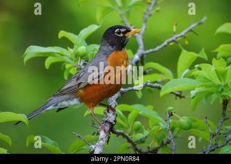 Ein amerikanisches Rotkehlchen in einem Pflaumenbaum. Stockfoto