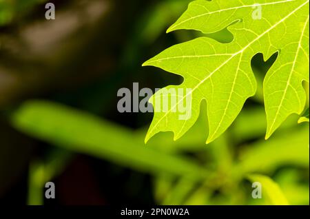 Blätter grüner Papayas (Carica Papaya) für natürlichen Hintergrund und Tapeten Stockfoto